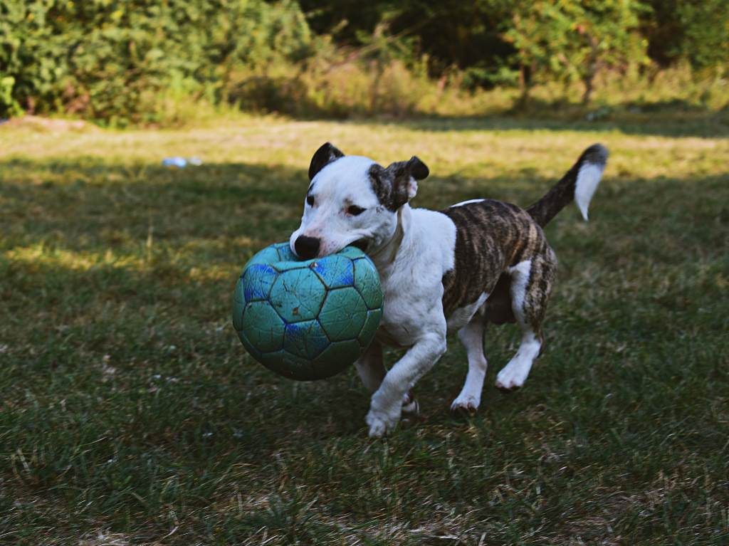 Ejercicio con tu perrito 