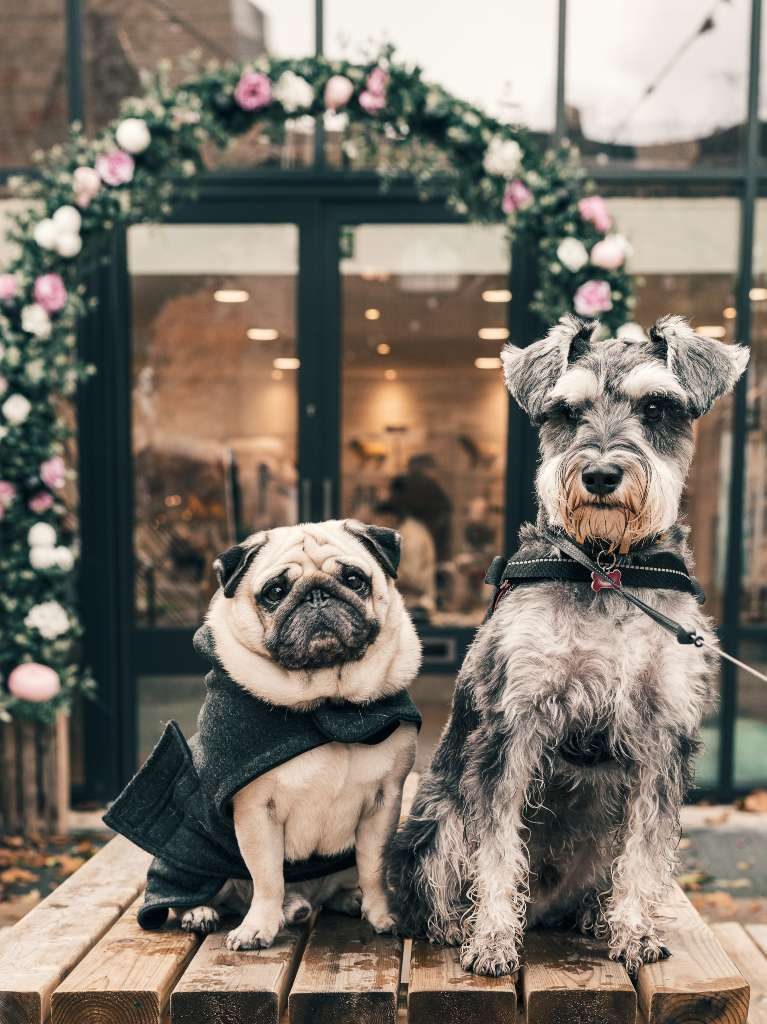 Estos son los malls dog friendly de la CDMX ¡Hay yoga con tu perro, spa, fotos y picnics! 