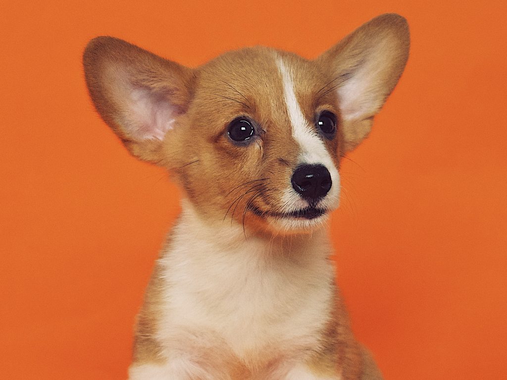 malls-dog-friendly-de-la-cdmx–perro-bebe