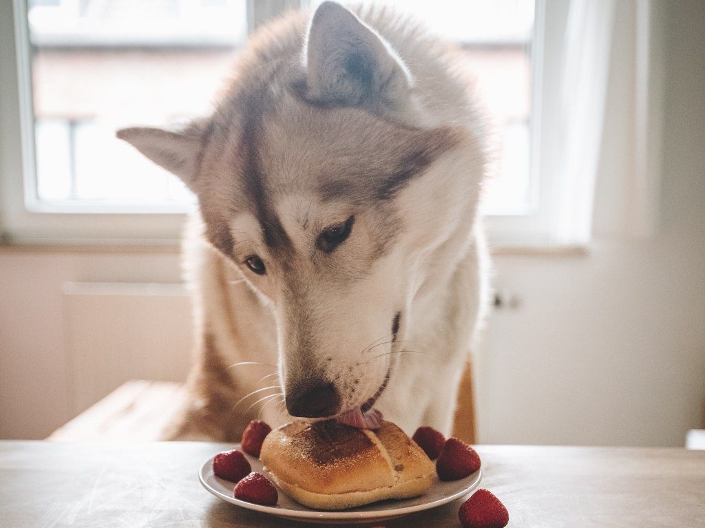 ¡Lánzate con tu lomito a Pet House! El primer restaurante para perros en CDMX