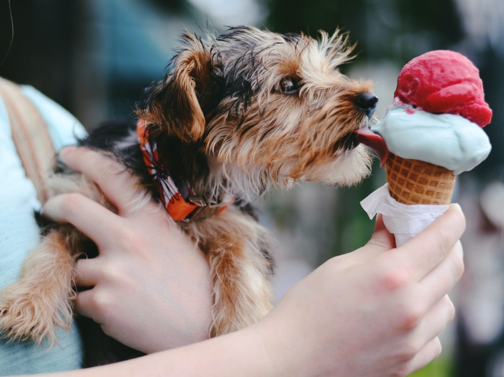 El primer restaurante para perros en CDMX