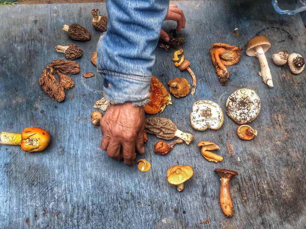 recoleccion-de-hongos