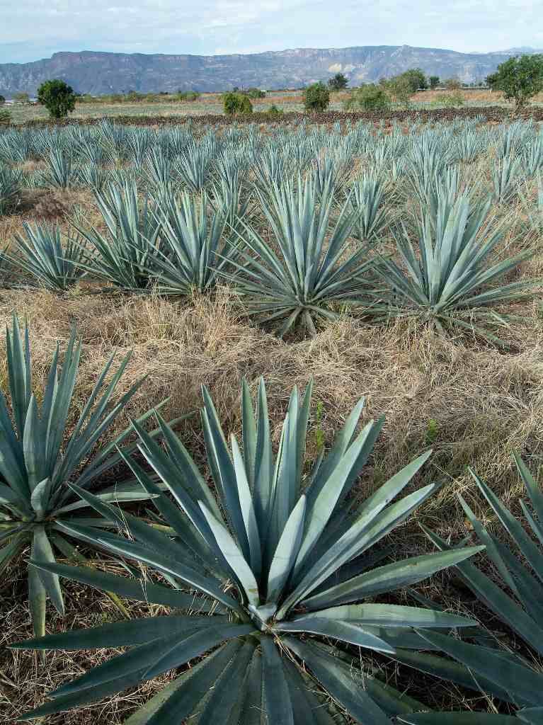 Quién te lleva a conocer la Ruta del Tequila desde la CDMX ¡Arma tu viaje con amigos! 