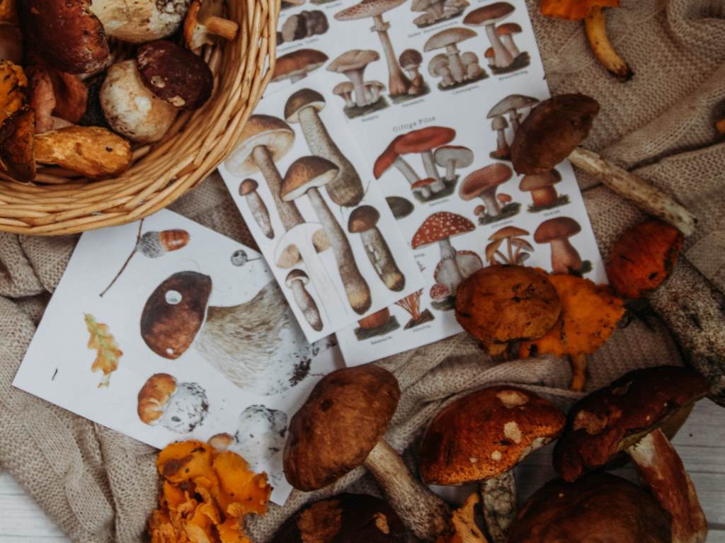 Hongosto: disfruta de la temporada de hongos con estas experiencias