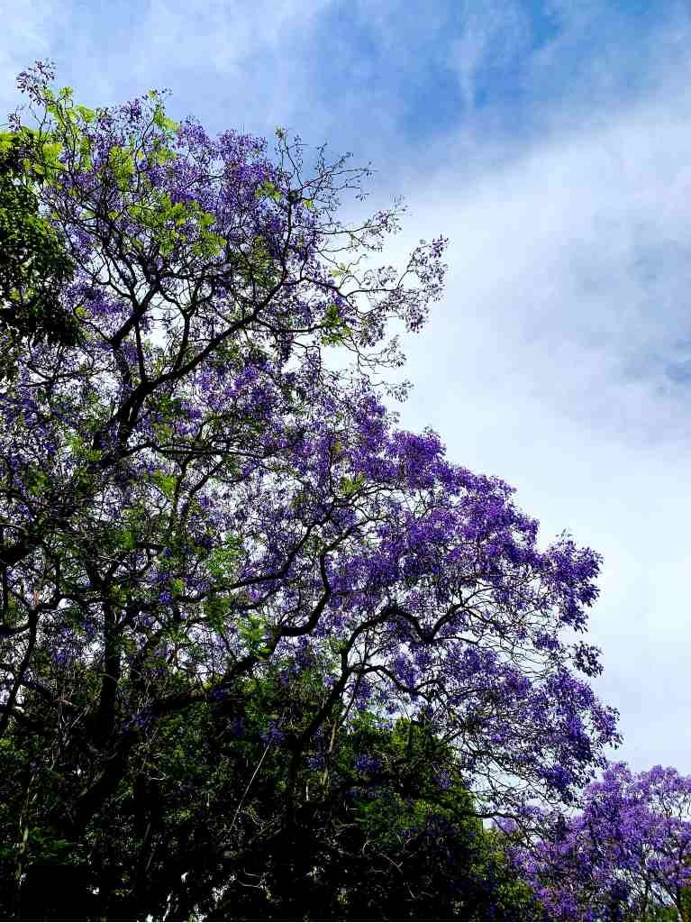 Jiquilpan: un Pueblo Mágico en Michoacán con jardines de jacarandas 0