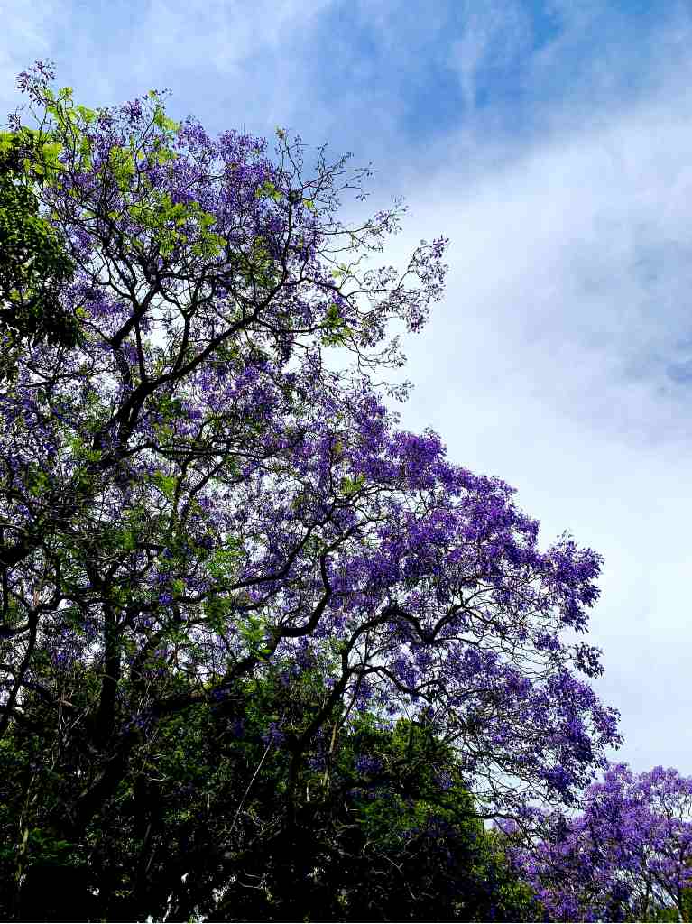 jacarandas–jiquilpan