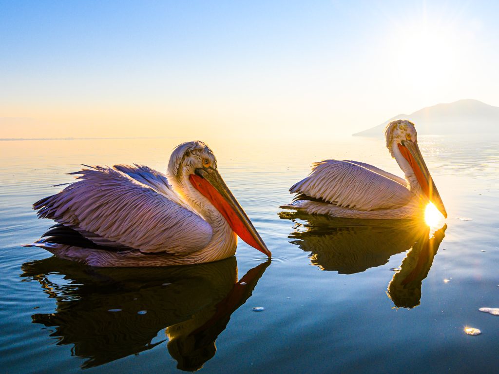 jiquilpan-en-michoacan—pelicanos