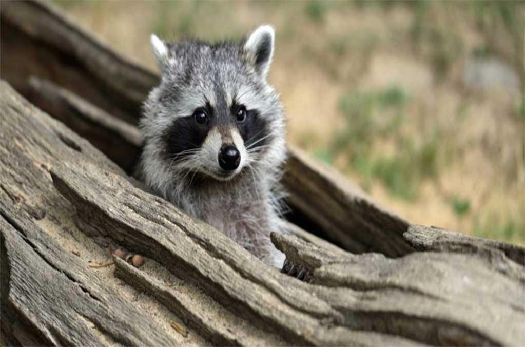 Reportan la aparición de mapaches en diversas alcaldías de la CDMX 0