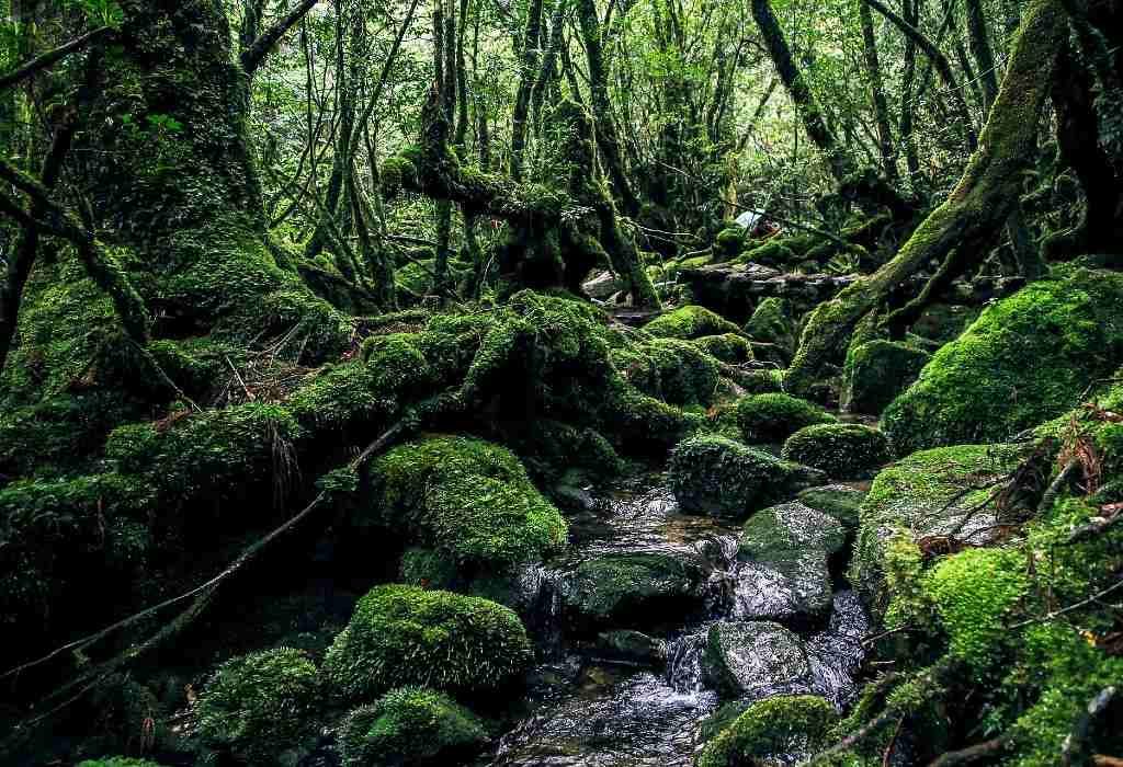 Vacaciones de verano en Japón