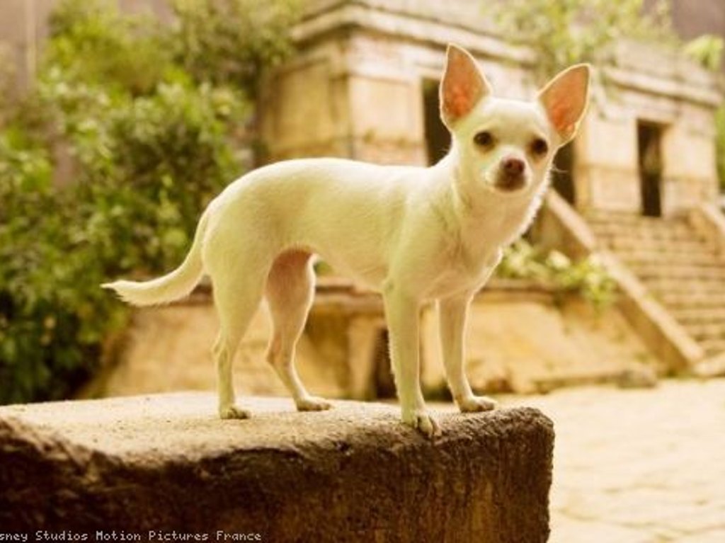 chihuahua-de-beverly-hills-mexico