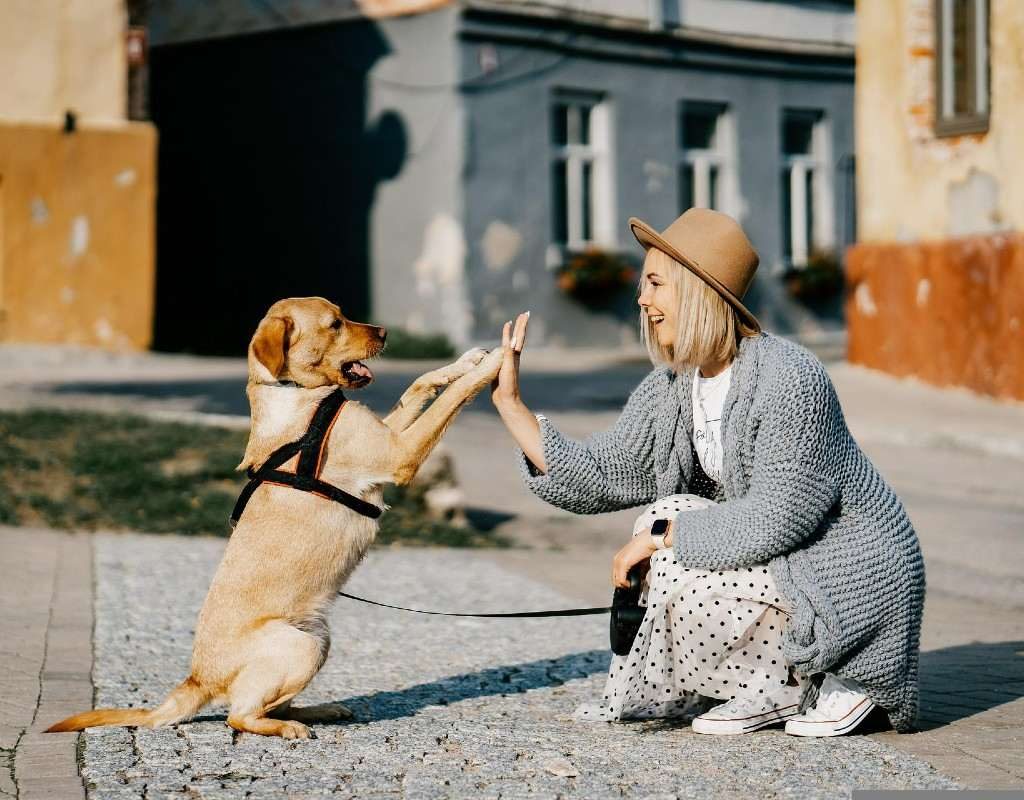 Salva la vida de tu perro ante un sismo