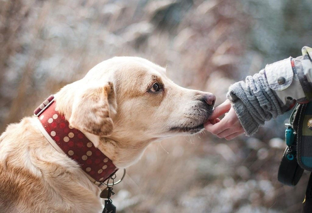 Salva la vida de tu perro ante un sismo