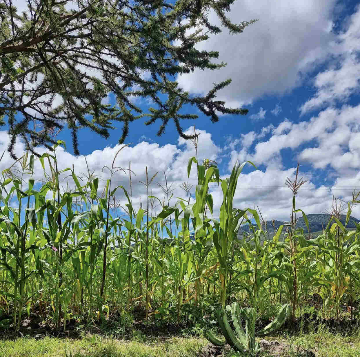 naakary-milpa