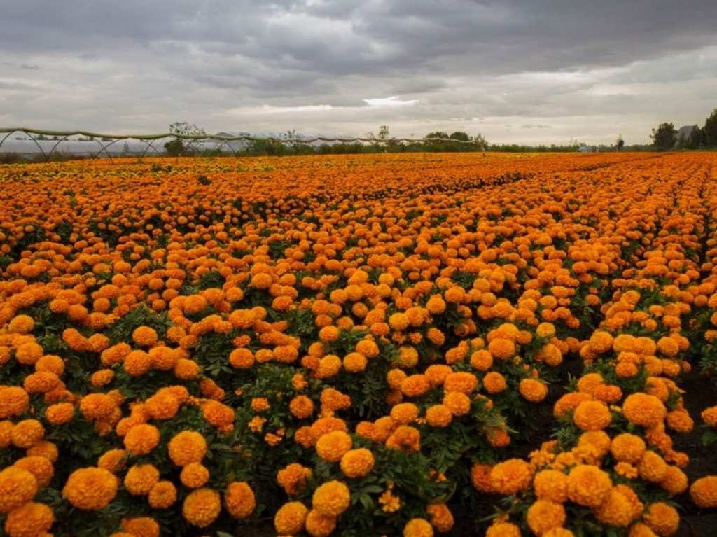 Asiste a la carrera de flores de Cempasúchil en Xochimilco