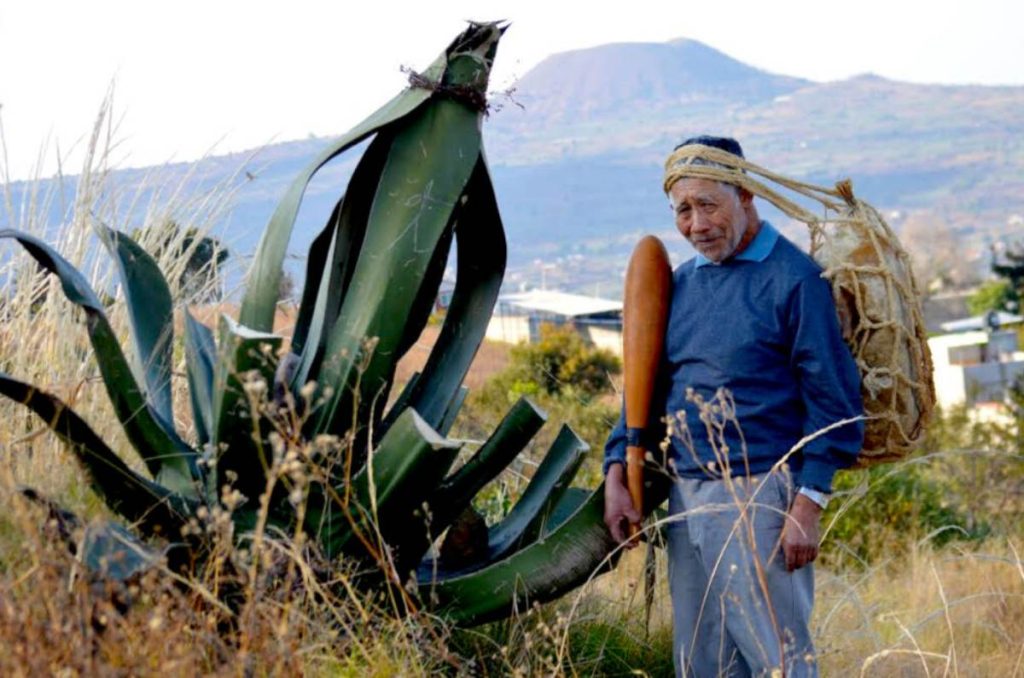 Milpa Bus: conoce la ruta del pulque en Milpa Alta