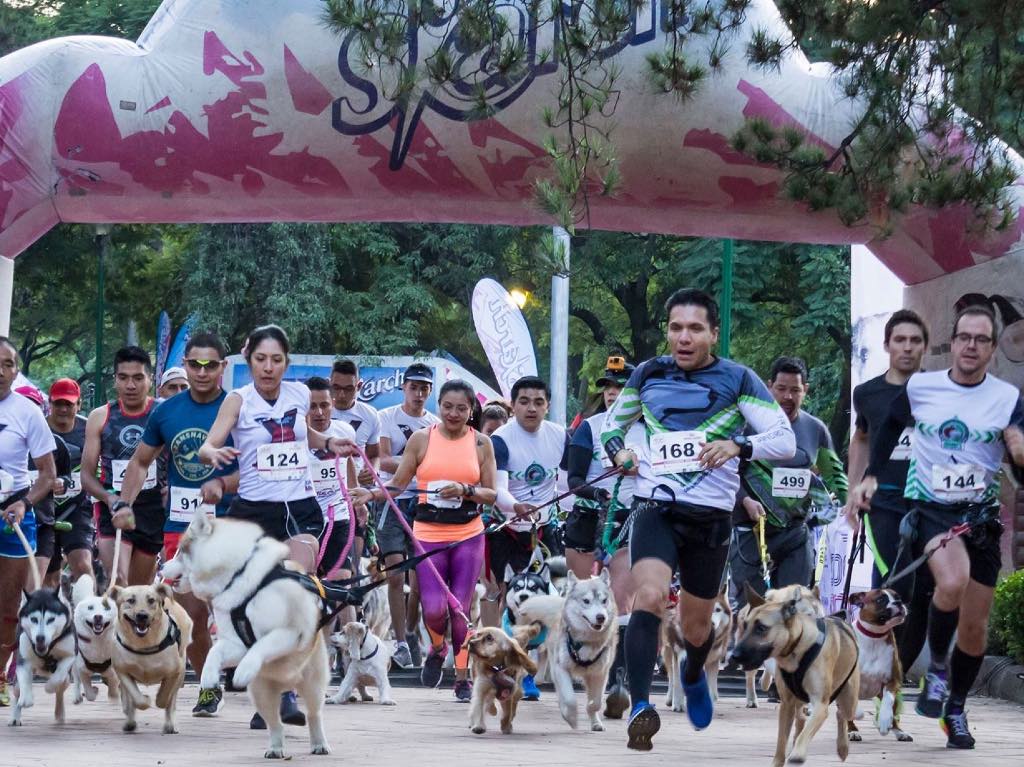 Dog Running: sal a una carrera con tu mejor amigo en un circuito lleno de colores