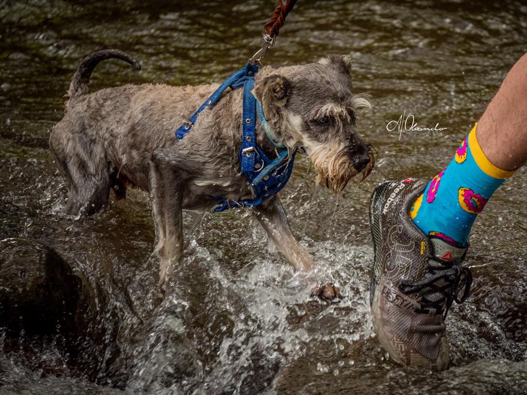 dog-running-color-cdmx