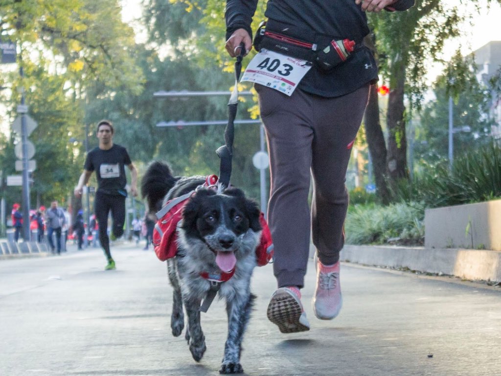 dog-running-color-cdmx