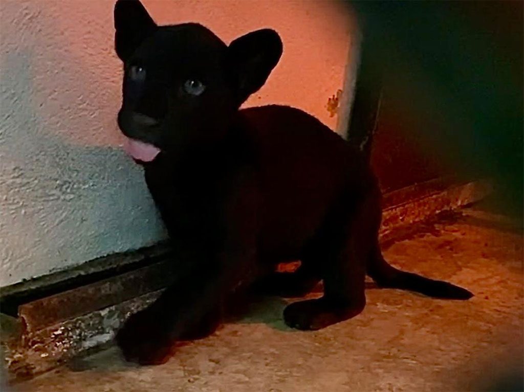 El Zoológico de Chapultepec presenta a un nuevo jaguar bebé