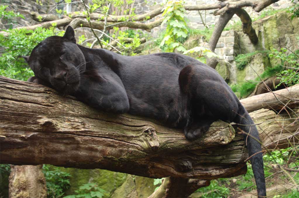 El Zoológico de Chapultepec presenta a un nuevo jaguar bebé 1