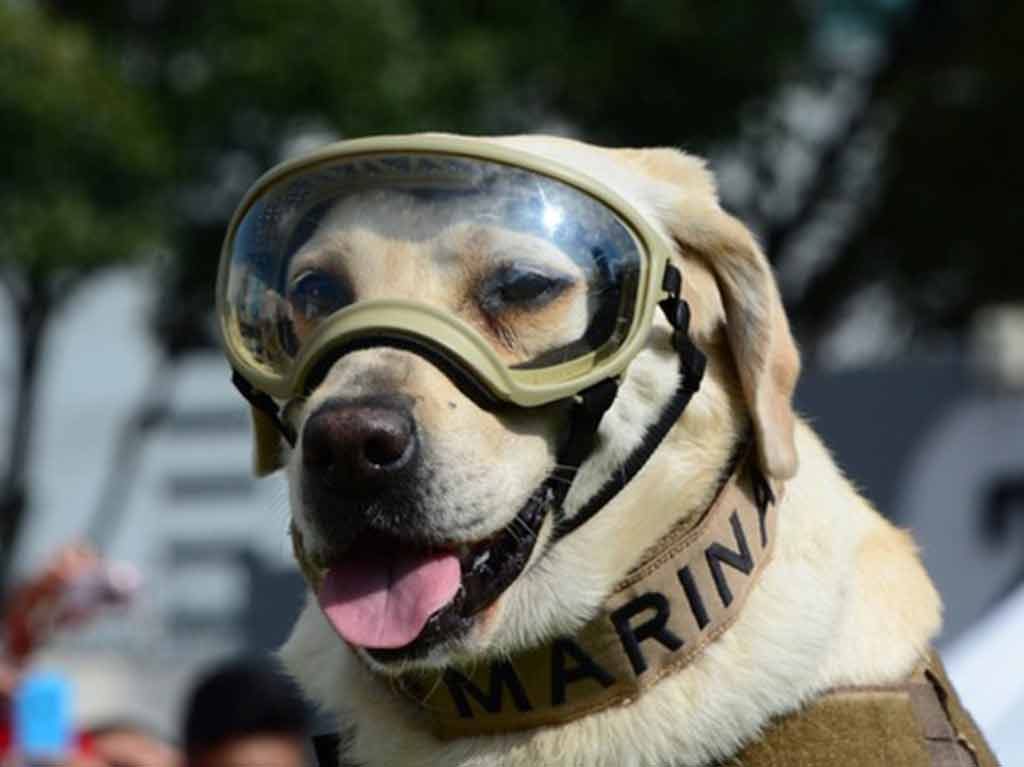 Muere Frida la Perrita rescatista de la Semar