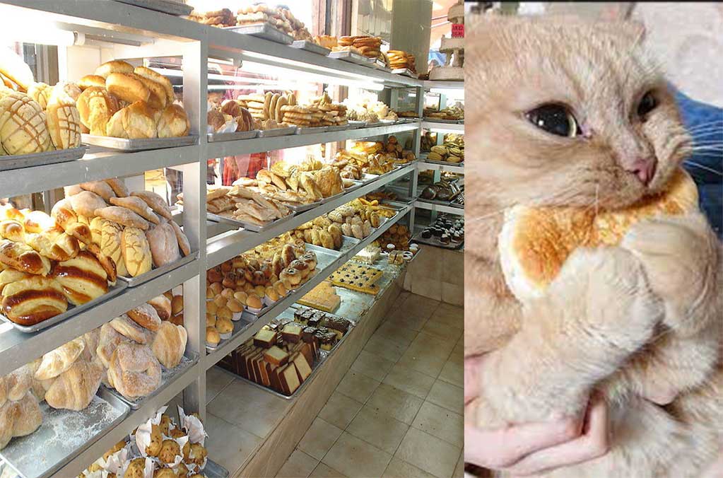 la-espiga-panaderia-emblematica-de-insurgentes-anuncia-su-cierre-definitivo-5