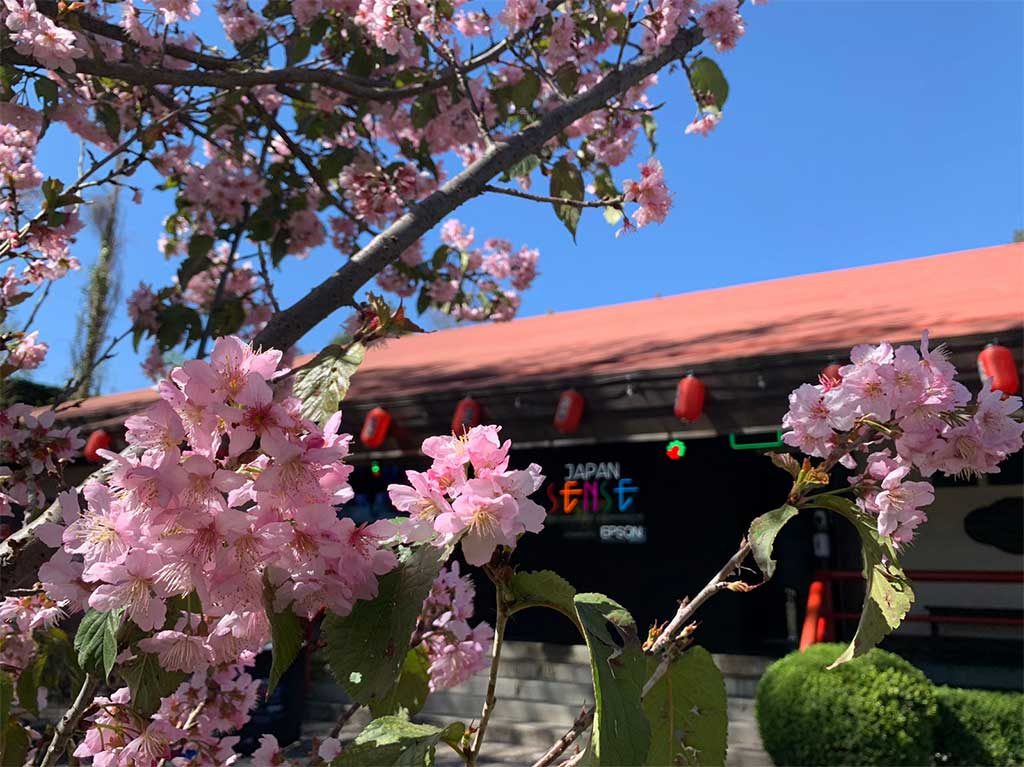 Regresa el mercado japonés a la CDMX: gastronomía, accesorios, árboles sakuras y más