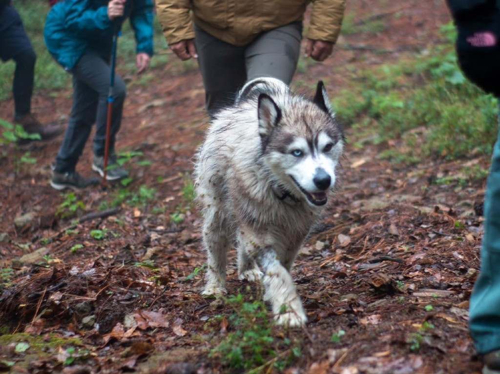 Asiste a la caminata perruna en el Parque San Nicólas Totolapan de CDMX