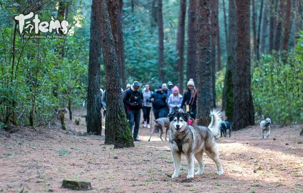 caminata-perruna-parque-san-nicolas-totolapan-aire-libre-