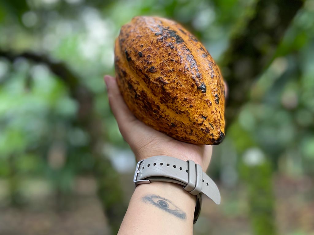 Cacao Costa Rica