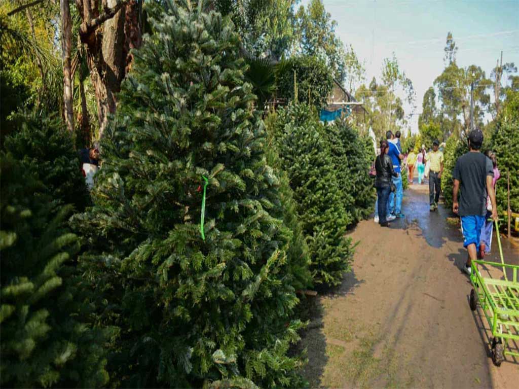 Lugares donde puedes intercambiar tu árbol de navidad por una planta en CDMX