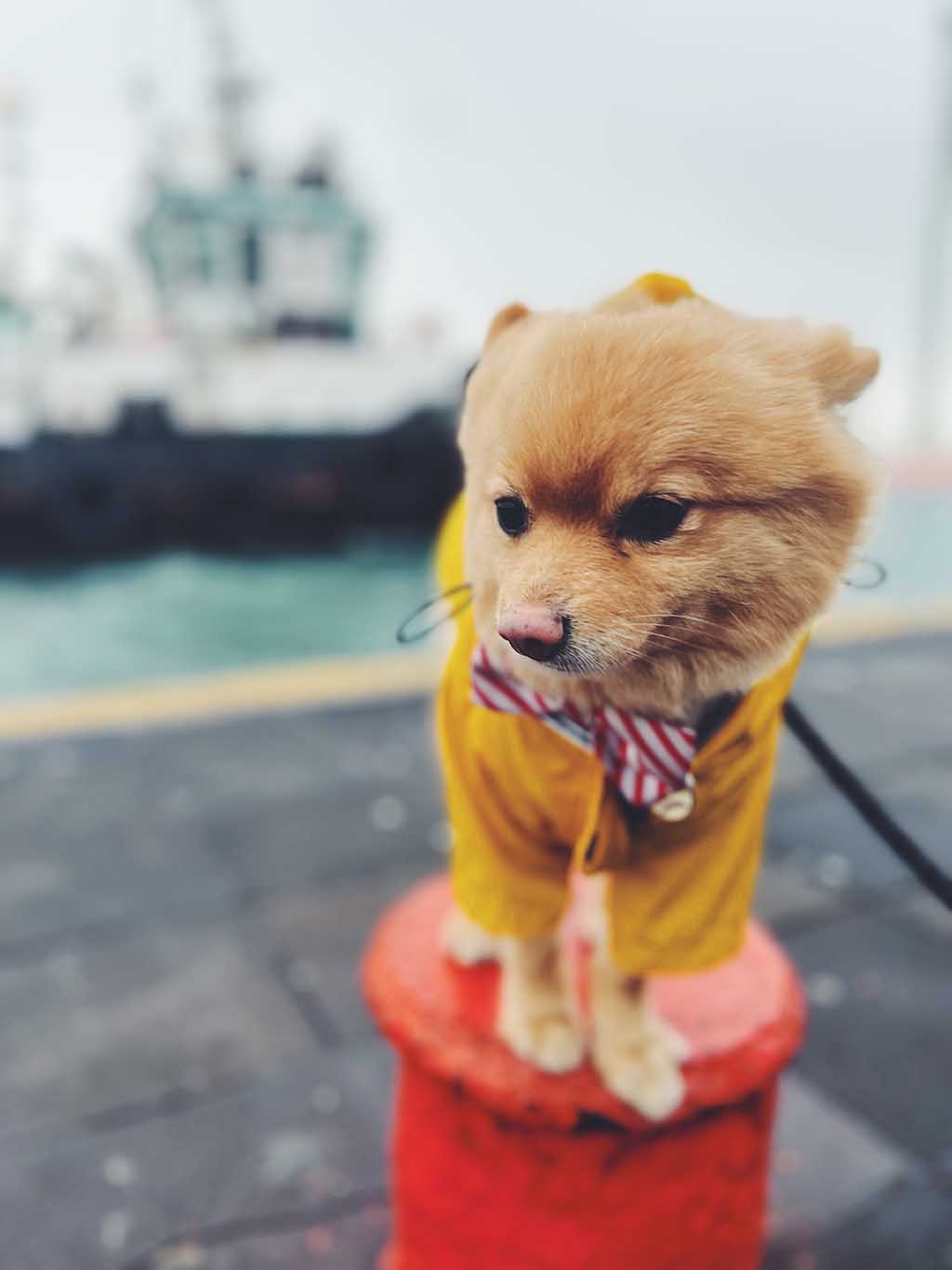 Viaje por carretera a Veracruz con mascotas