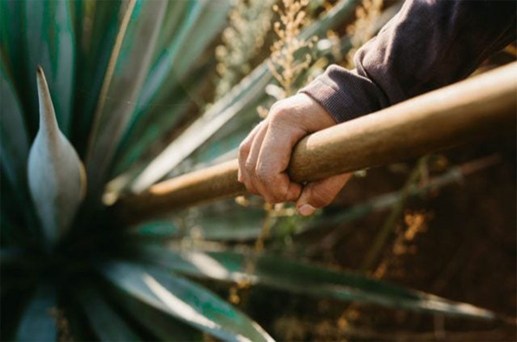 Festival de los 3 Magueyes en Milpa Alta 