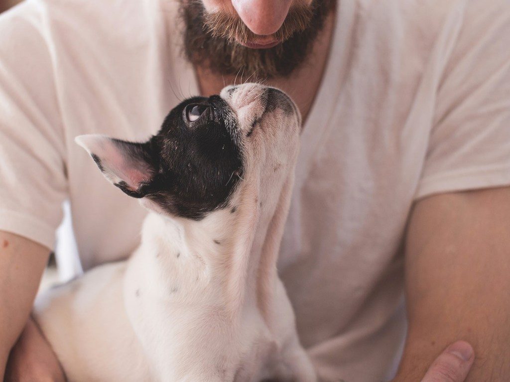 Recomendaciones para celebrar el mes del amor con tu perro