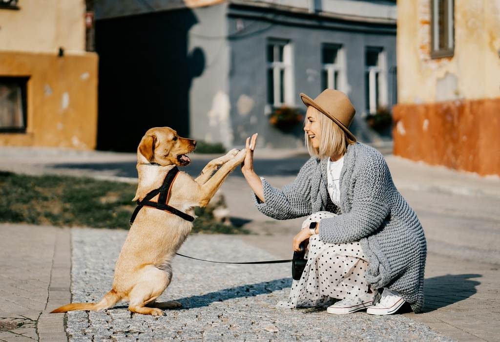 3-recomendaciones-para-celebrar-el-mes-del-amor-y-la-amistad-en-compania-de-tu-perrito-pedigree