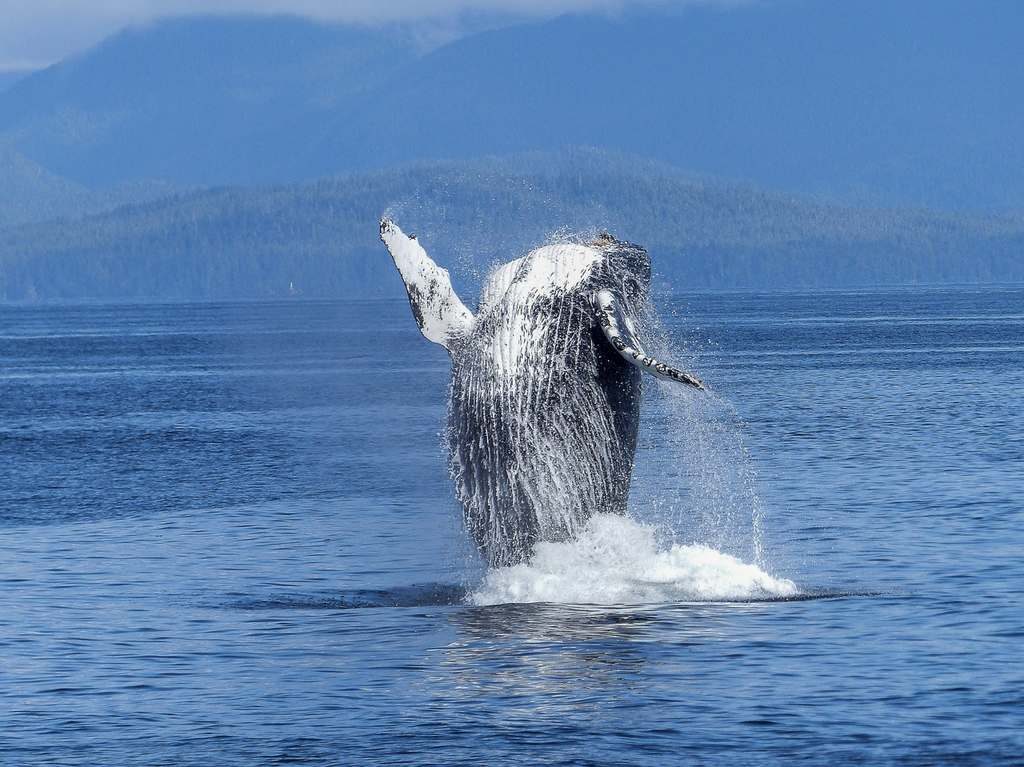 5-destinos-para-avistamiento-de-ballenas-en-mexico-despegar--