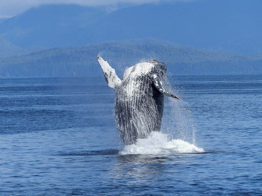 5-destinos-para-avistamiento-de-ballenas-en-mexico-despegar–