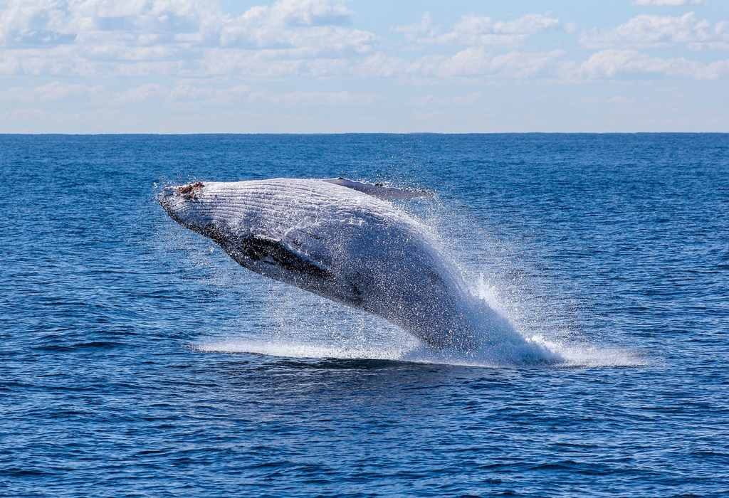 5 destinos para el avistamiento de ballenas en México