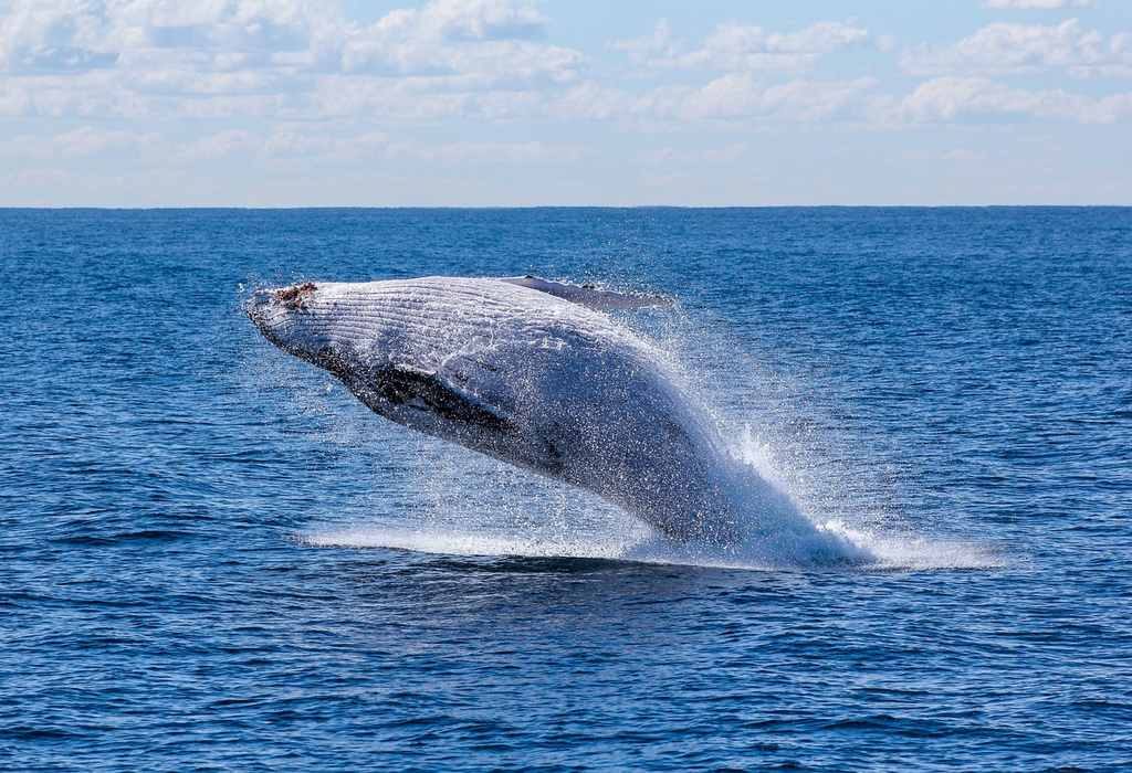 5-destinos-para-avistamiento-de-ballenas-en-mexico-despegar---