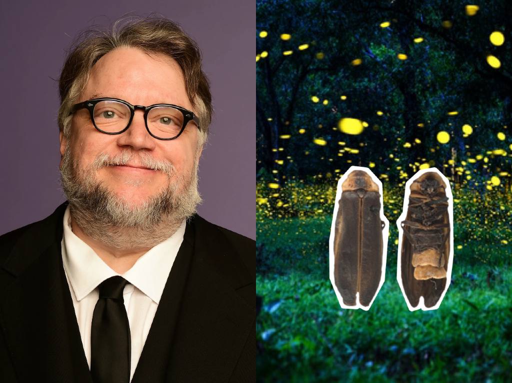 Nombran nueva especie de luciérnaga en honor a Guillermo del Toro