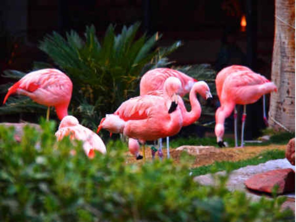 Flamingo-Wildlife-Habitat-Las-Vegas