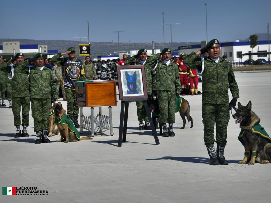 Conoce el mural dedicado a Proteo, el perro rescatista 0