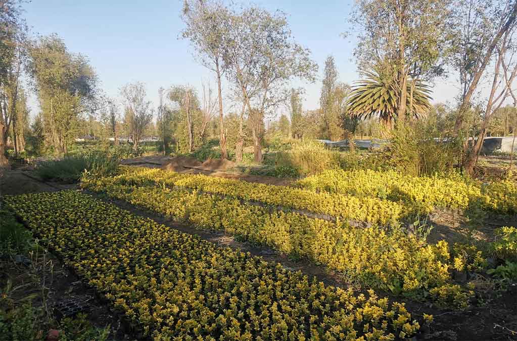 Serenata en Trajinera de Xochimilco para San Valentín 1