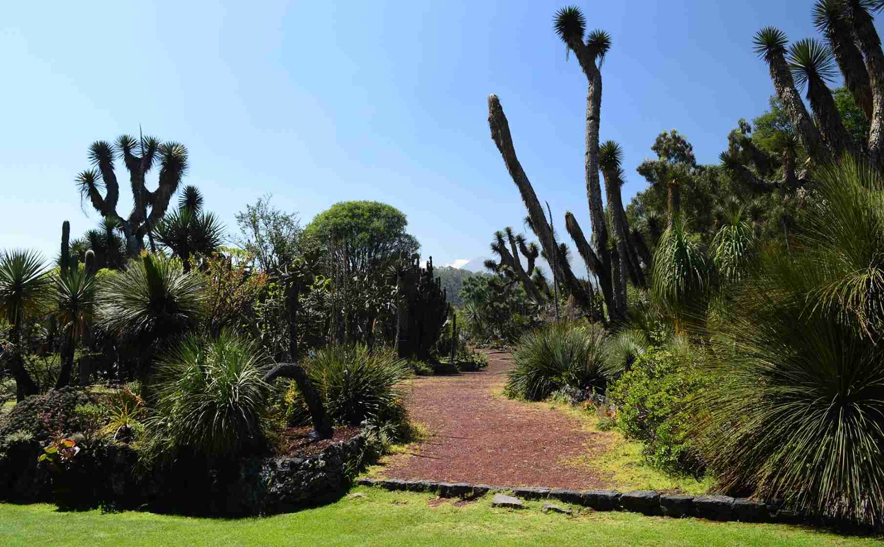 ¿Te gustan las plantas? Descubre estos Jardines botánicos en la CDMX 0