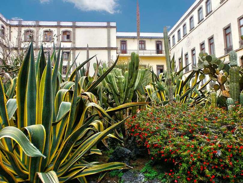 ¿Te gustan las plantas? Descubre estos Jardines botánicos en la CDMX 3