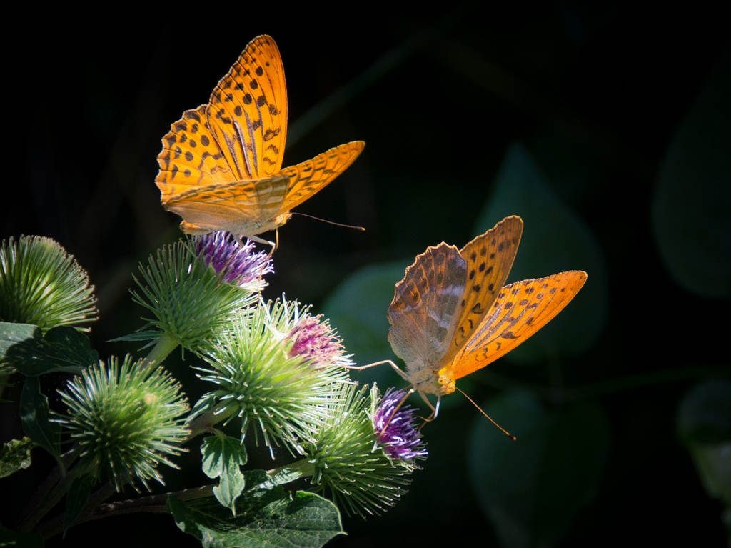 azcapotzalco-mariposario-papalotitlan-