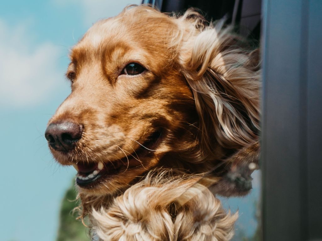 ¿Dónde ir con mi mascota de vacaciones? De cabañas a Valle de Bravo