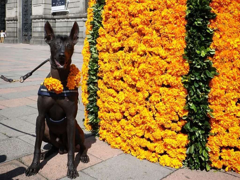 En Abril regresa el Festival de las Flores del Centro Histórico 2023