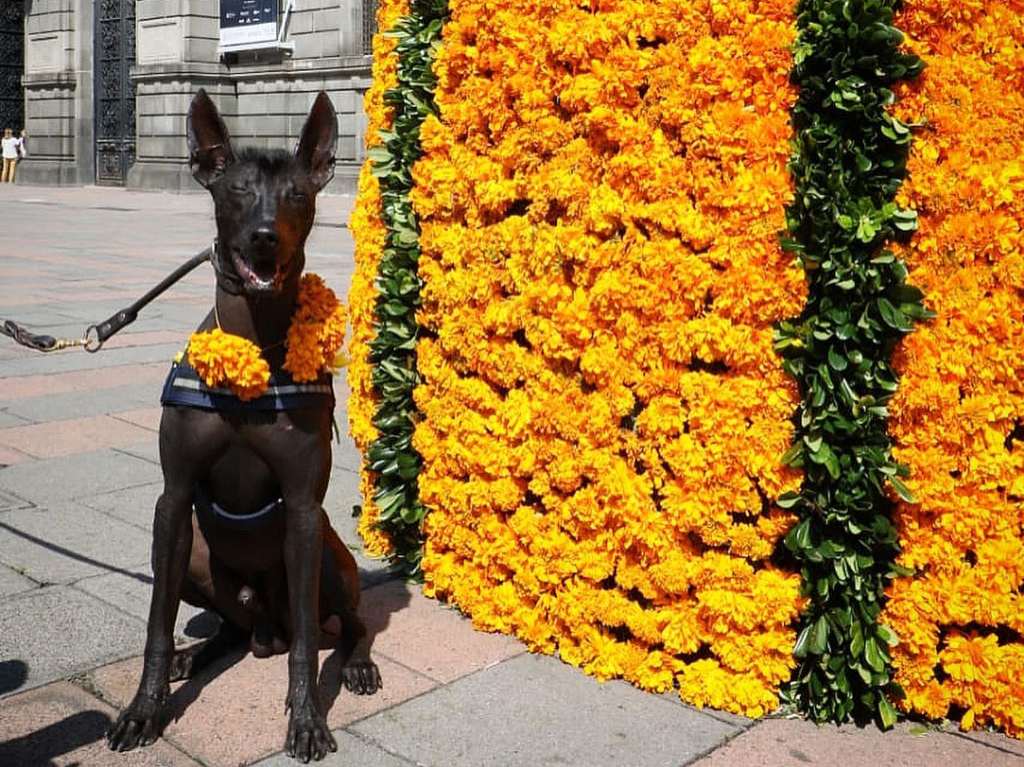festival-de-las-flores-del-centro-historico-xoloescuincle