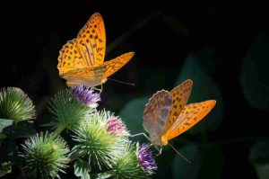 Mariposario de Chapultepec tendrá actividades por su 20 aniversario